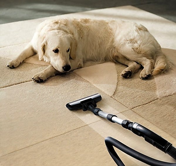 Pet Stain & Odor in Parker, CO